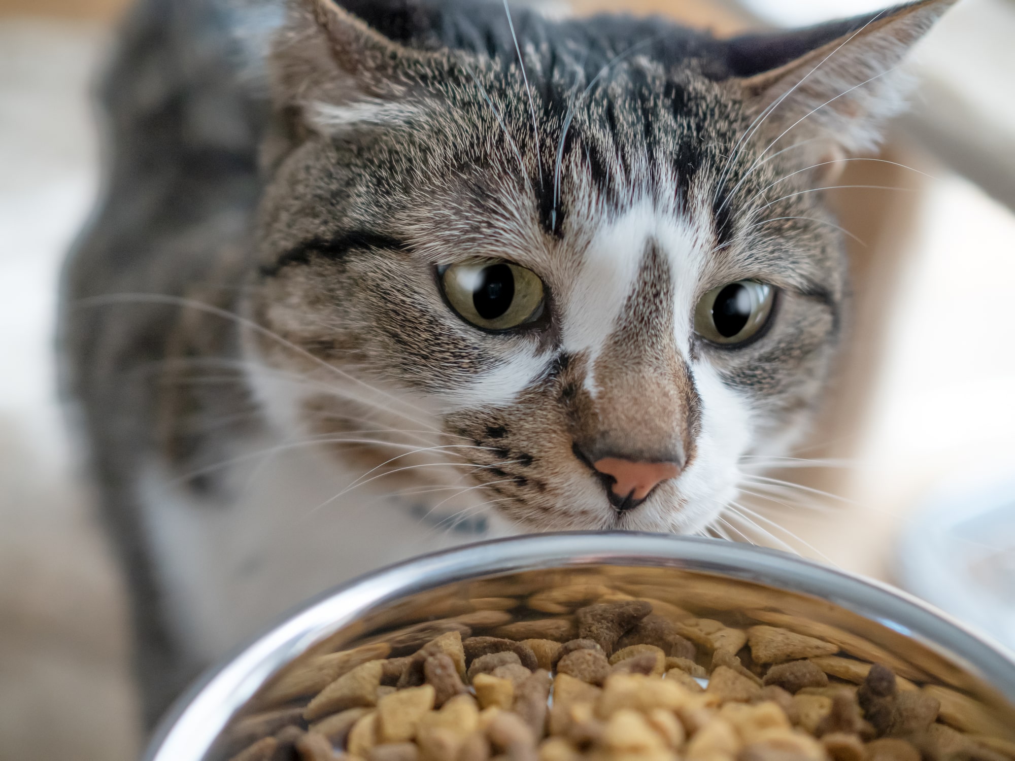 ロイヤルカナンの猫用療法食の種類と特徴 | にゃんこと学ぶ情報局【獣