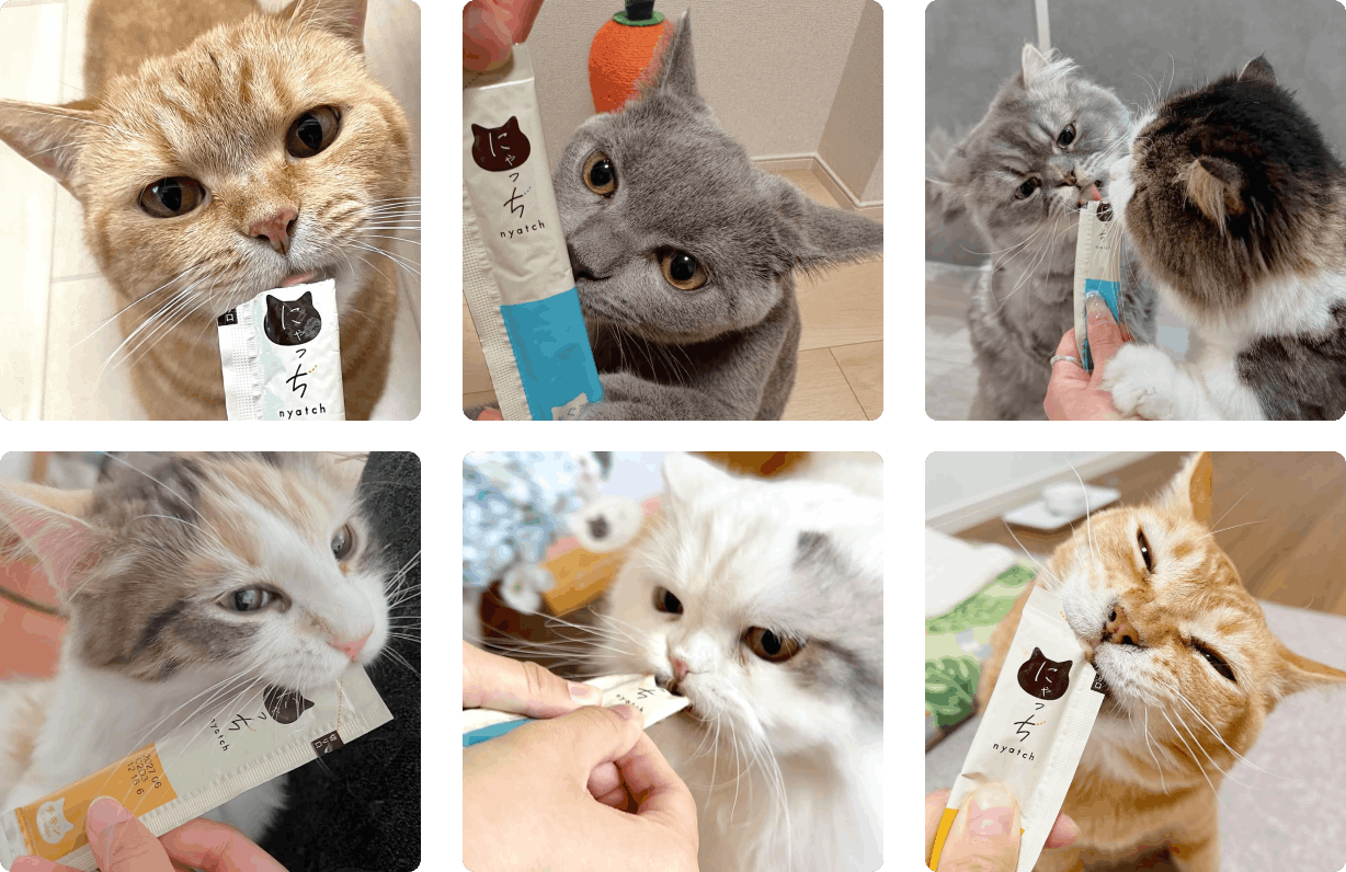 にゃっちを食べるネコちゃん